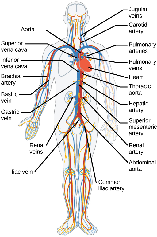 Cardio Vascular System