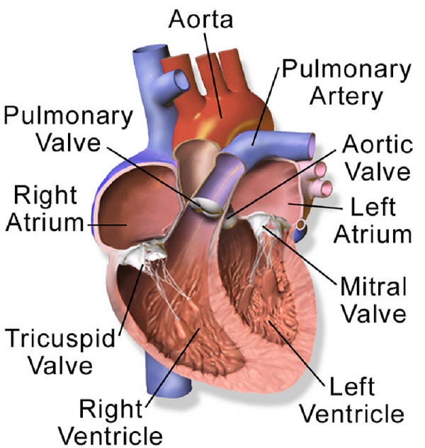 Normal Heart