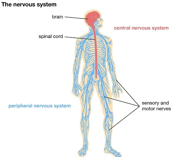 Nervous System